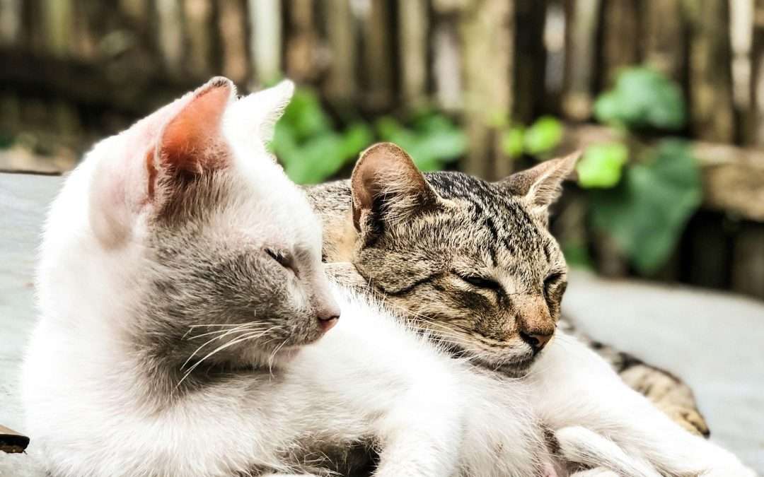 ¿Por qué a los gatos no les gustan los abrazos?